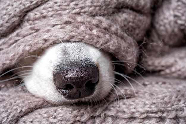 Zwarte neus van hond bedekt met sjaal van grijs materiaal