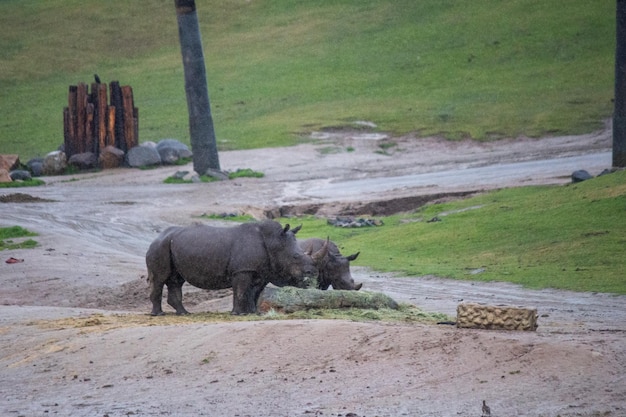 Zwarte neushoorn neushoorn eet buiten in de regen