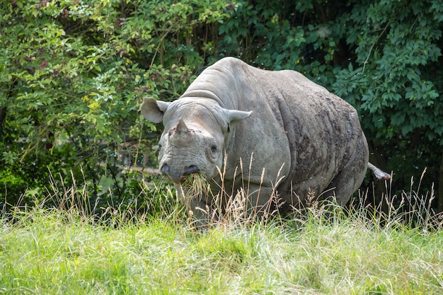 Zwarte neushoorn of haaklipneushoorn (diceros bicornis)