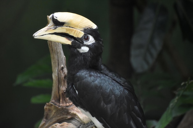 Zwarte neushoornvogel neergestreken in een boom in het regenwoud