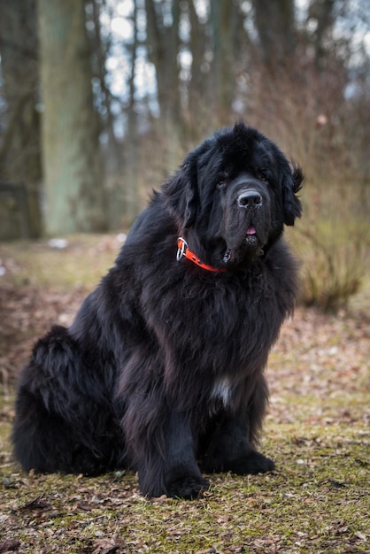 Zwarte Newfoundland gigantische grote hond buiten