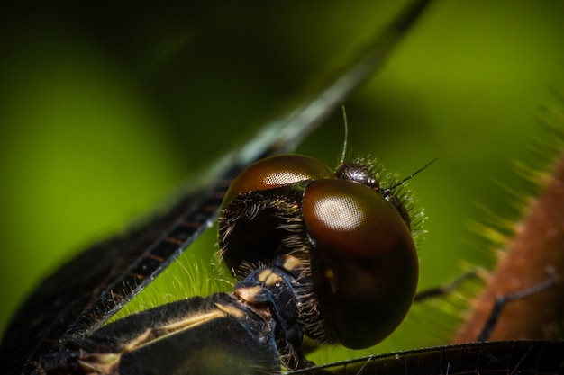 Zwarte ooglibel in aard, Macromening