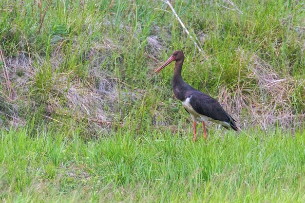 Foto zwarte ooievaar ciconia nigra wildlife