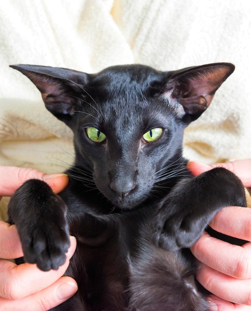 Zwarte oosterse kat en vrouw