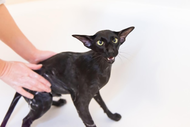 Zwarte oosterse kat wassen in bad