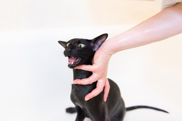 Zwarte oosterse kat wassen in bad