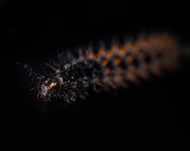 Zwarte, oranje en gele worm rupsen dieren isoleren op zwart