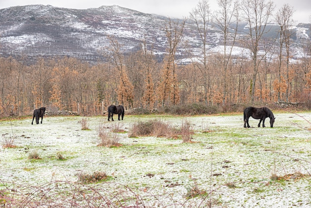 Zwarte paarden grazen vrij in de winterweide met besneeuwde bergachtergrond