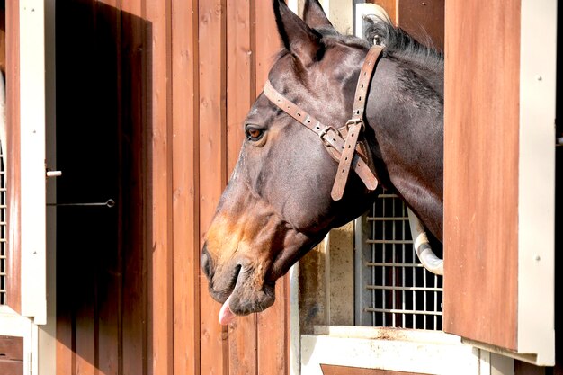 Foto zwarte paarden in een hok.