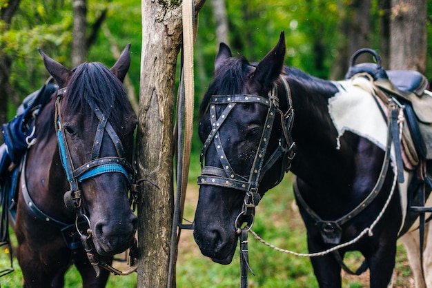 Zwarte paarden zijn vastgebonden aan een boom en wachten op de eigenaar