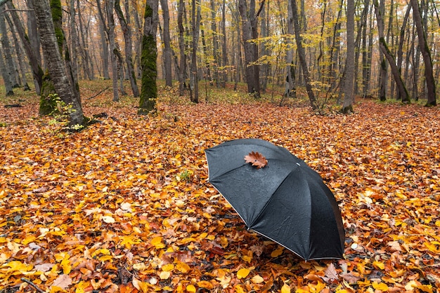 Zwarte paraplu op droge bladeren in herfstbos