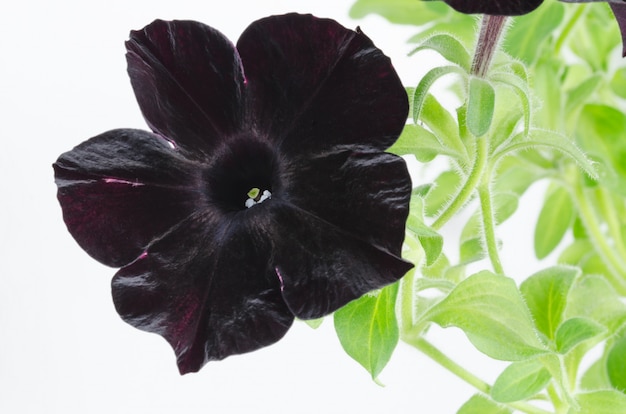 Zwarte petunia bloem