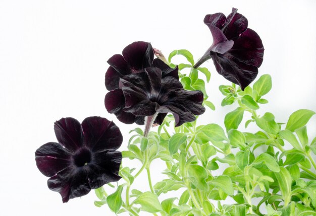 Zwarte petunia bloem
