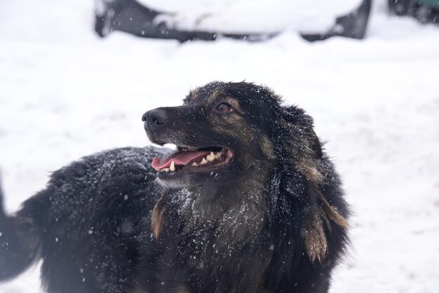 Zwarte pluizige hond in de sneeuwclose-up