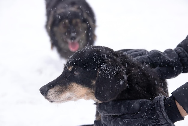 Zwarte pluizige hond in de sneeuwclose-up