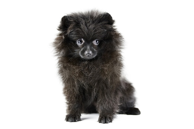 Zwarte Pommeren puppy Spitz, geïsoleerd