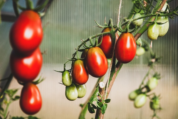 Zwarte pruimtomaten rijpen op wijnstok in kas