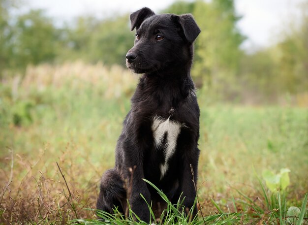 Foto zwarte pup op het gras in park.