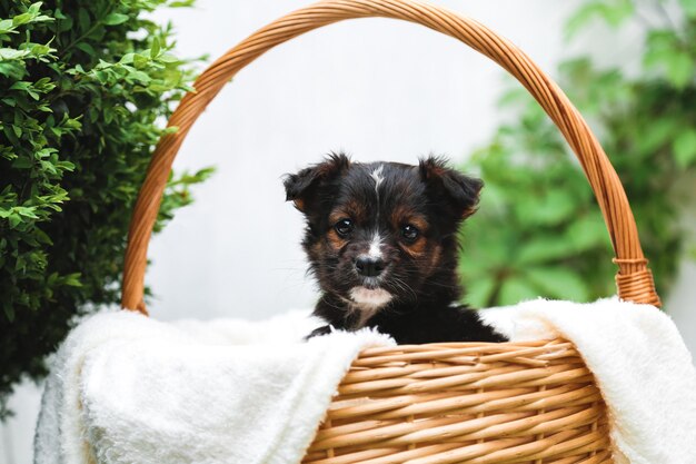 Zwarte pup zit in de mand op de achtergrond van de groene natuur. Gelukkig hondje, niet rasecht op witte deken buiten in de zomer.