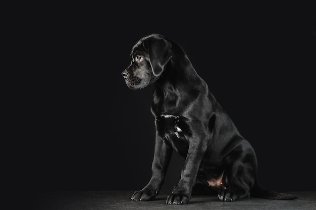 Zwarte puppy Cane Corso op een zwarte achtergrond in volle groei. Buitenkant van de pup in profiel