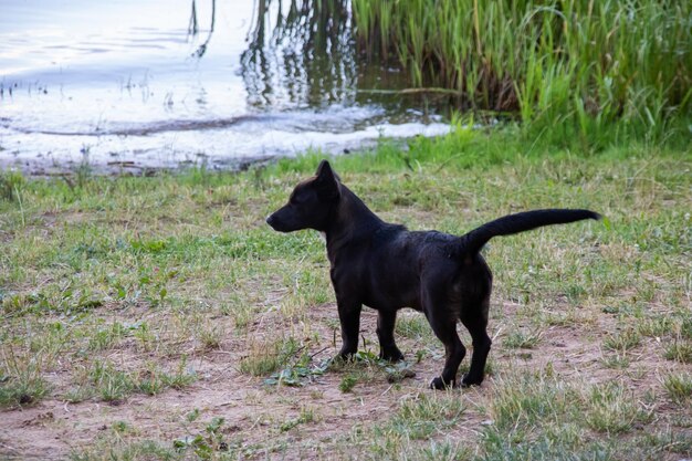 Zwarte puppy op de rivieroever close-up