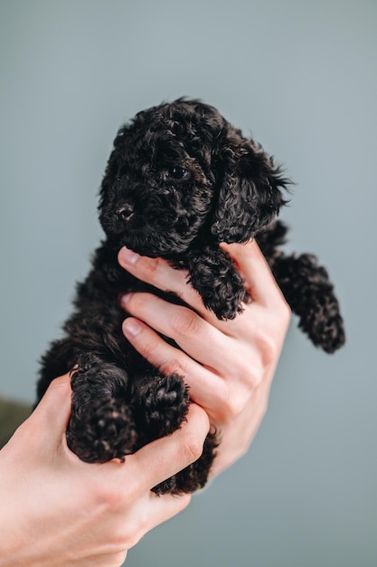 Zwarte Puppy Toy Poedel in menselijke handen op een blauwe achtergrond