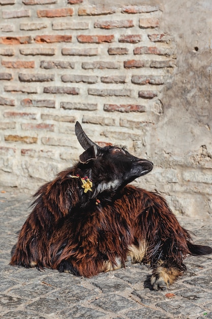 Zwarte ram op straat in de zon