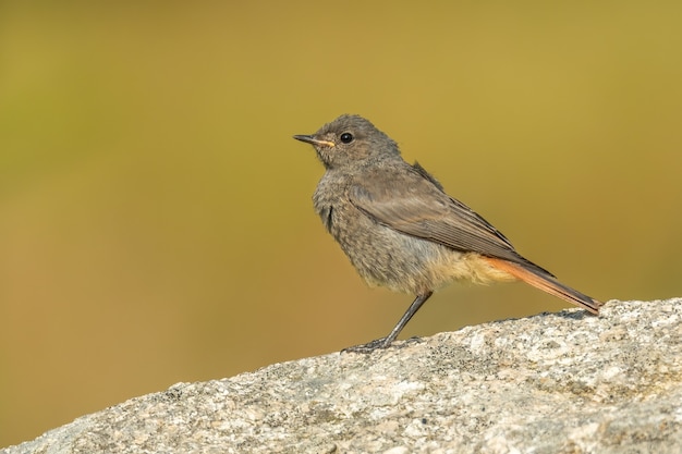 Zwarte roodstaart phoenicurus ochruros zittend op een rots