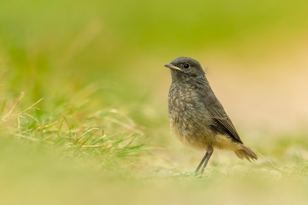 Zwarte roodstaart staande in het gras