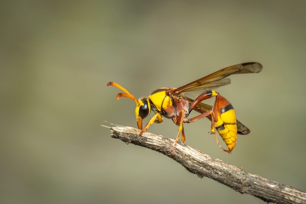 zwarte rug modderwesp op droge tak. Insect. Dier.