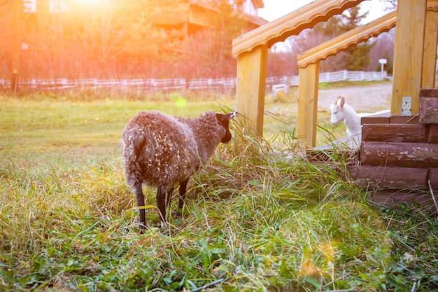 Zwarte schapen grazen in het gras bij de veranda van het huis