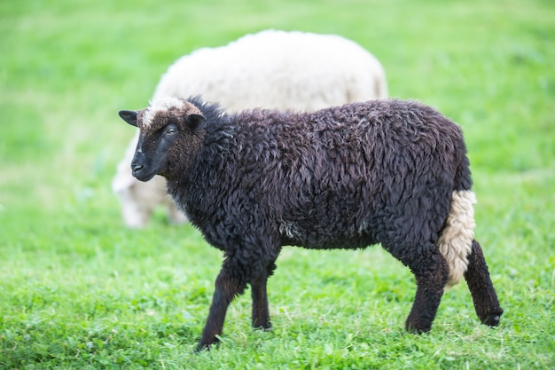 Zwarte schapen in een kudde wit op een groene weide.