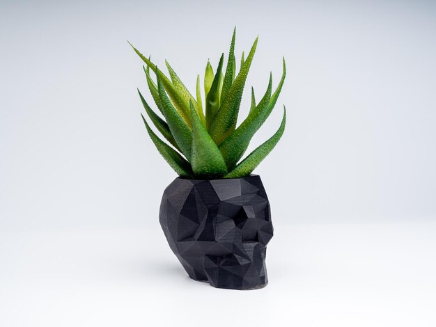 Zwarte schedel vorm plant pot met groene succulente plant geïsoleerd op een witte achtergrond. Kleine moderne DIY cement plantenbak trendy decoratie.