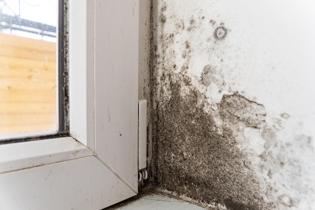 Zwarte schimmel op de muur bij het plastic raam Schimmel en schimmel vernietigen de witte muur in het huis