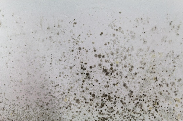 Foto zwarte schimmel op een witte muur.