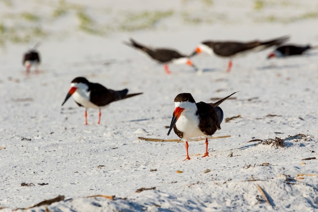 Zwarte schuimspaan (Rynchops niger) Pensacola, Florida, de VS