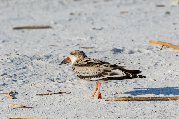 Zwarte skimmer (Rynchops niger) Pensacola, Florida, Verenigde Staten.