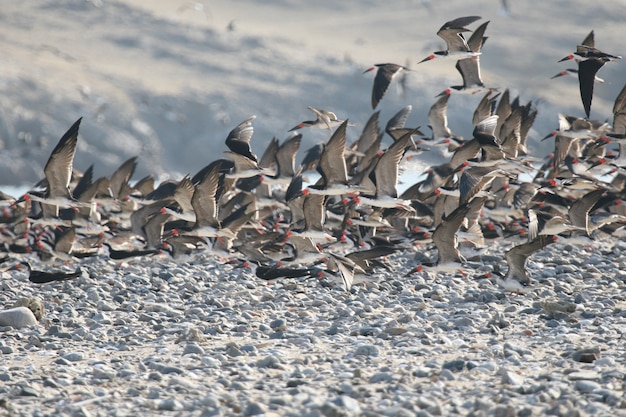 Foto zwarte skimmers vliegen