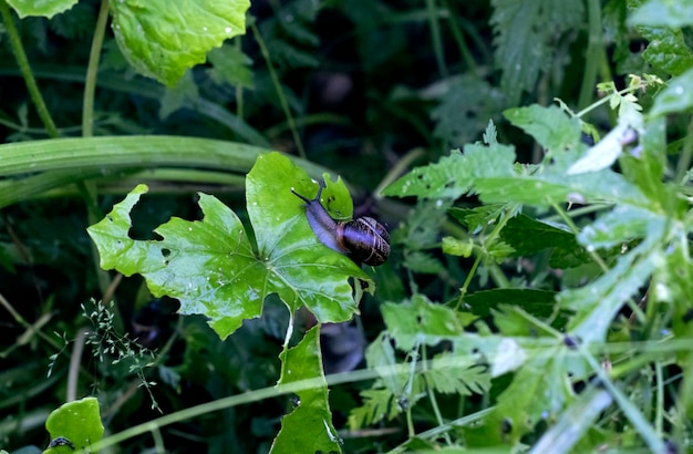 Zwarte slak op een groot groen blad