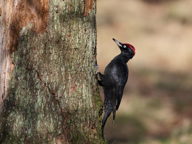 Zwarte specht Dryocopus martius