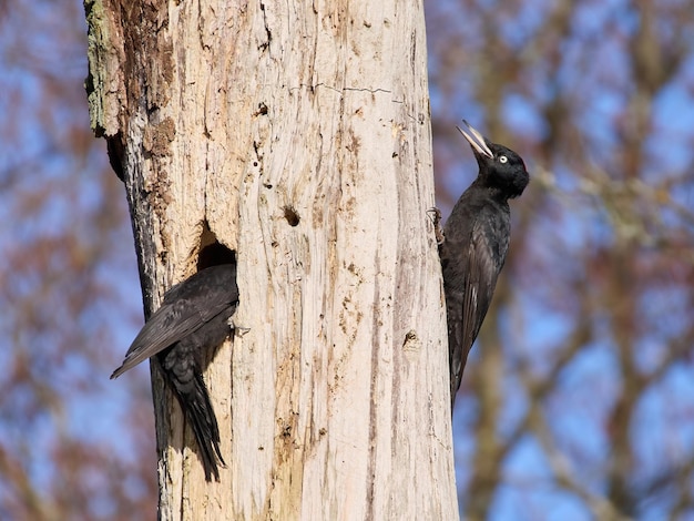 Zwarte specht Dryocopus martius