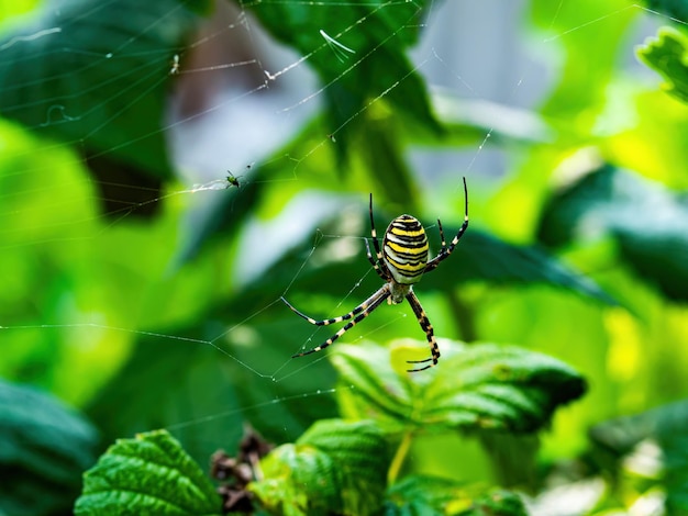 Zwarte spin met gele strepen Argiope bruennichi