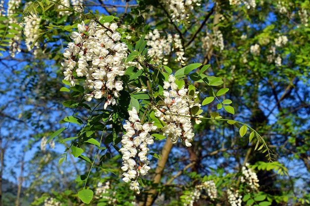 Zwarte sprinkhaan bloemen Robinia pseudoacacia