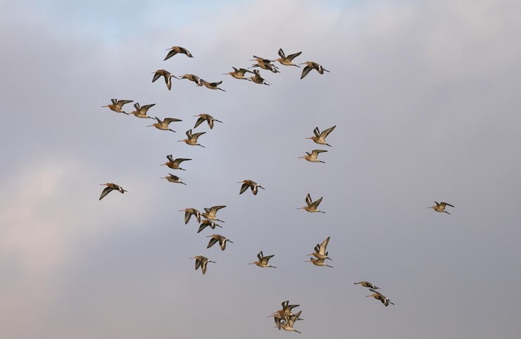Zwarte staart limosa limosa's in vlucht