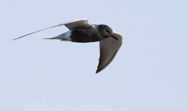 Zwarte stern Chlidonias niger Vogel tijdens de vlucht tegen de lucht