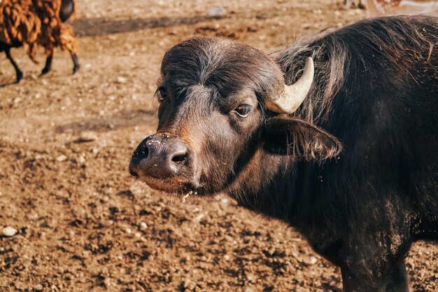 zwarte stier op een ecologische boerderij