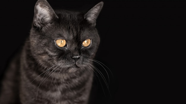 Zwarte tabby schotse kat met gele ogen