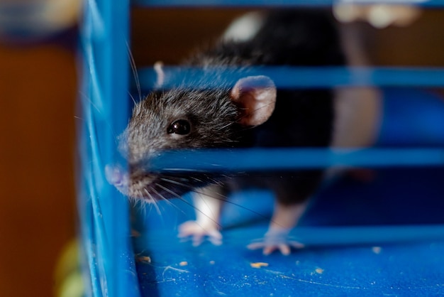 Zwarte tamme rat in een kooi