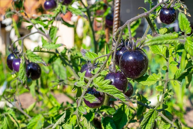 Zwarte tomaten op de tak van de plant buiten tuinieren