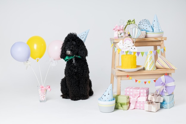 Zwarte Toy poedel hond op witte achtergrond Hond verjaardag